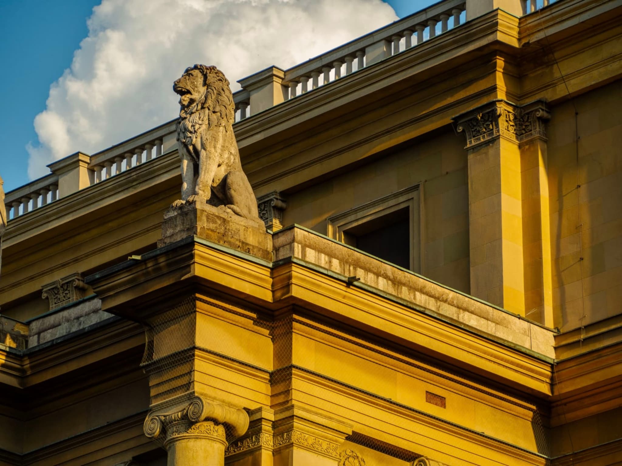 The sun cloud headed lion